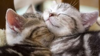 ペットウィズ泉店(アニマルクリニック/トリミング/ペットホテル/生体販売)