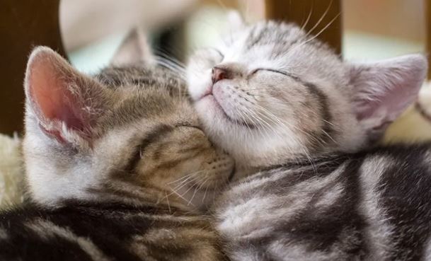 ペットウィズ泉店(アニマルクリニック/トリミング/ペットホテル/生体販売)