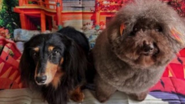 わんニャンシャンプー