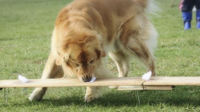 ひのか愛犬警察犬訓練所