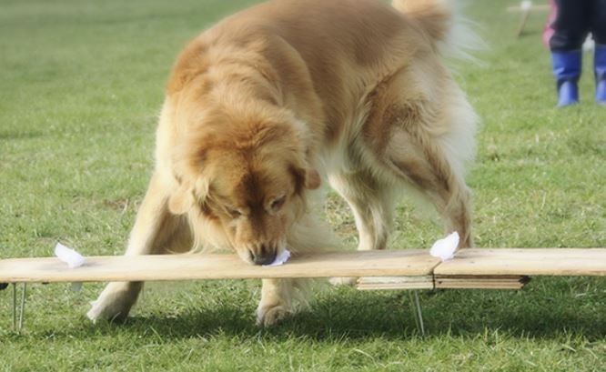 ひのか愛犬警察犬訓練所